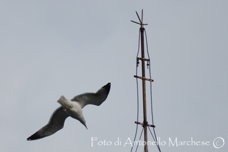 gabbiano acrobatico